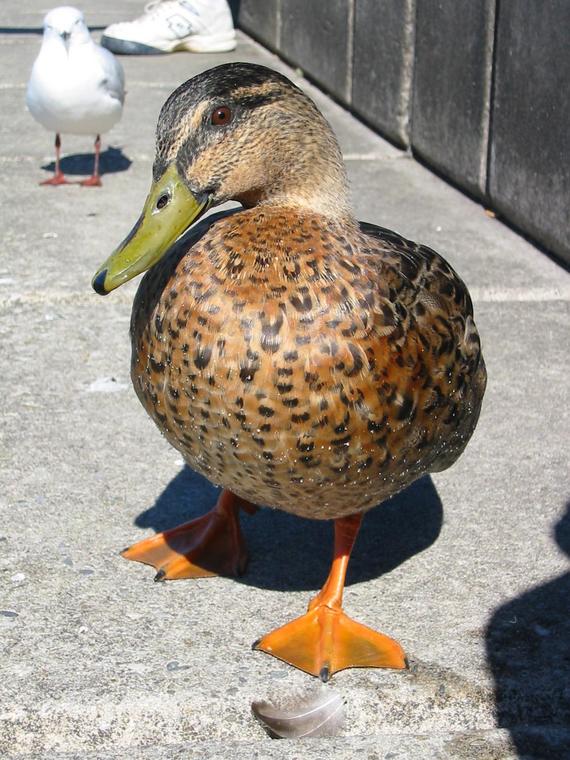 1891 duck